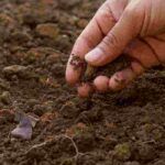 How to prepare soil to start your vegetable garden?