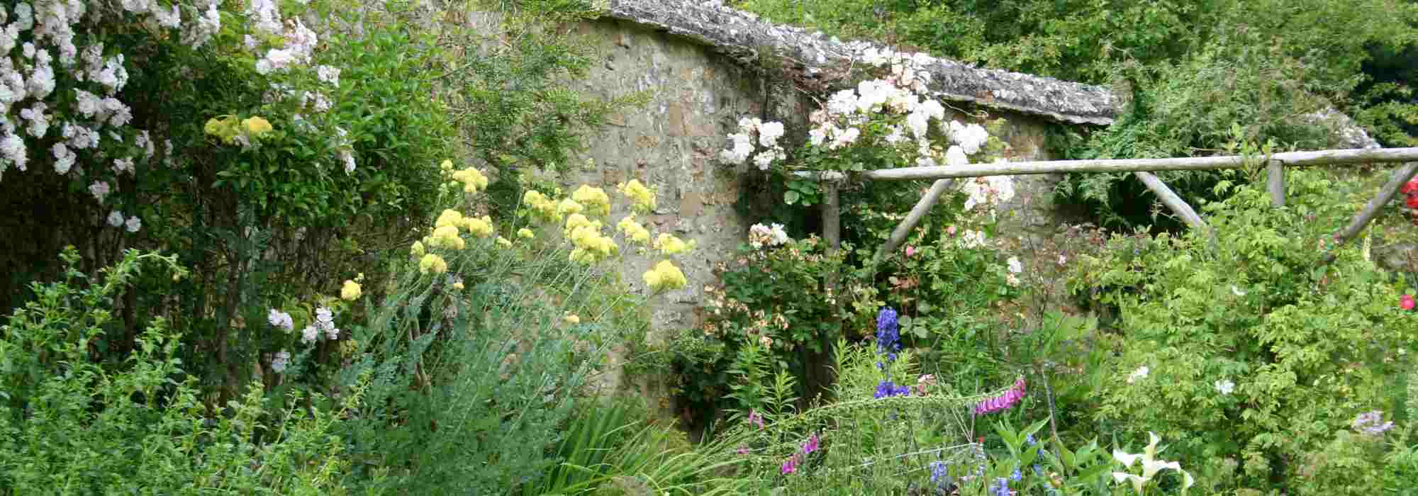 What to grow along a west-facing wall?