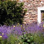 What to grow along a south-facing wall?