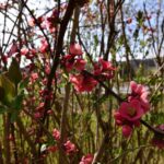 How to rejuvenate an old Japanese quince?