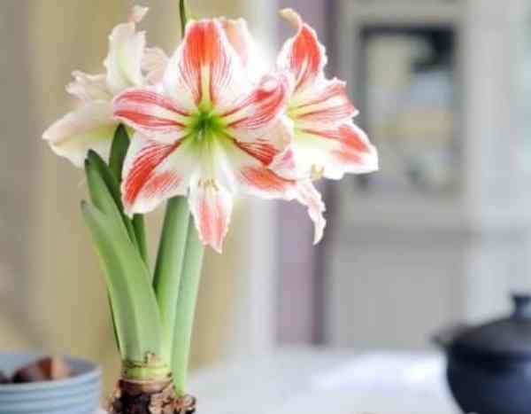 How to spectacularly fail at growing amaryllis?