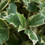 5 variegated holly varieties to brighten the garden