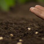 Autumn sowings under cover to extend the gardening season