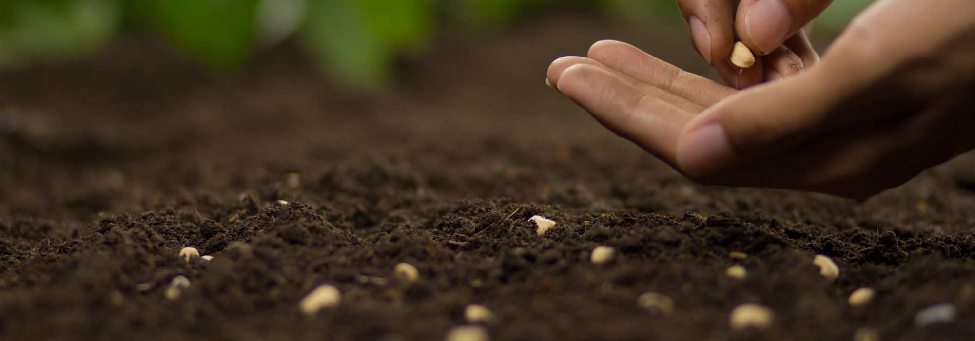Autumn sowings under cover to extend the gardening season