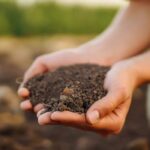 Growing a vegetable garden in loamy soil: our tips and tricks