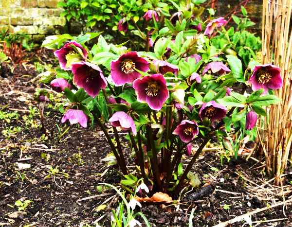 When and how to prune hellebores?