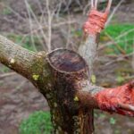 Crown grafting to propagate or rejuvenate a tree: how and why?