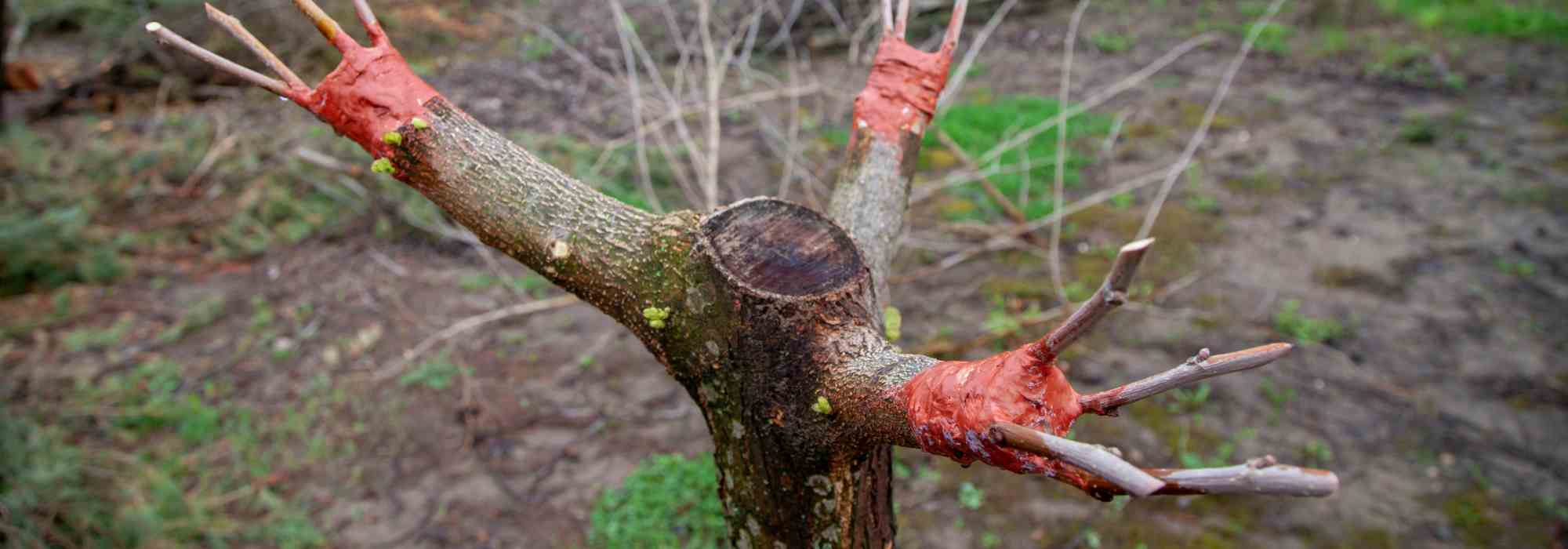 Crown grafting to propagate or rejuvenate a tree: how and why?