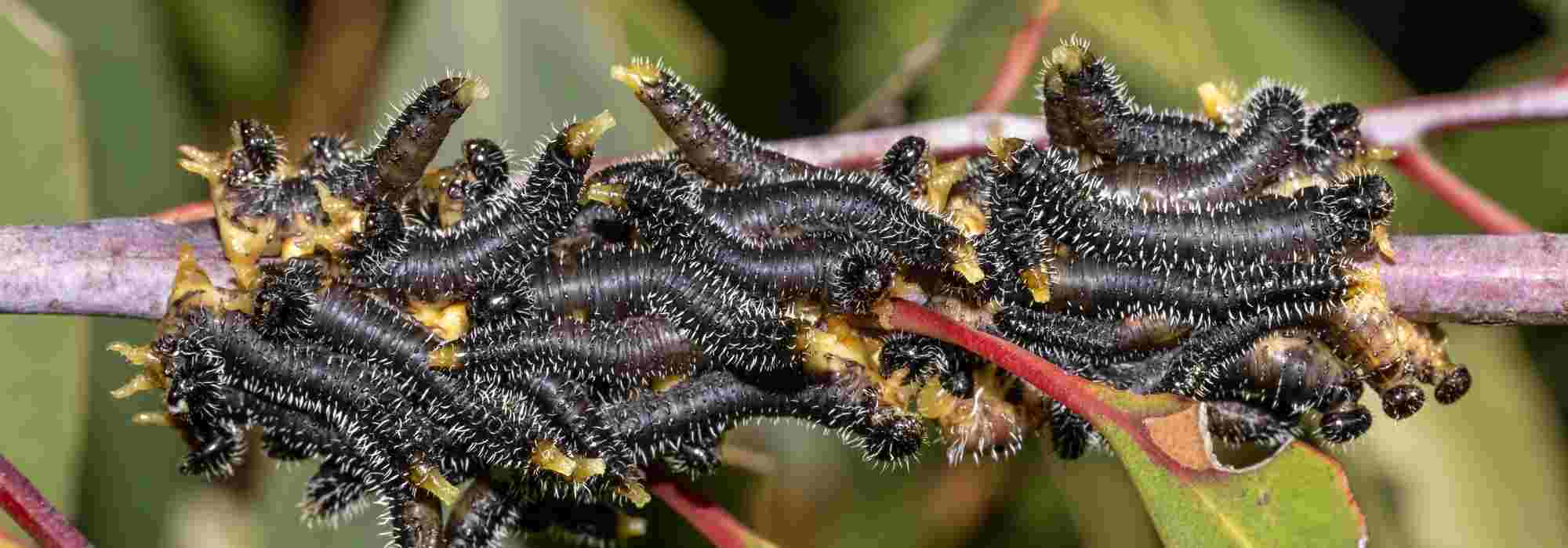Sawflies: all you need to know about these false caterpillars