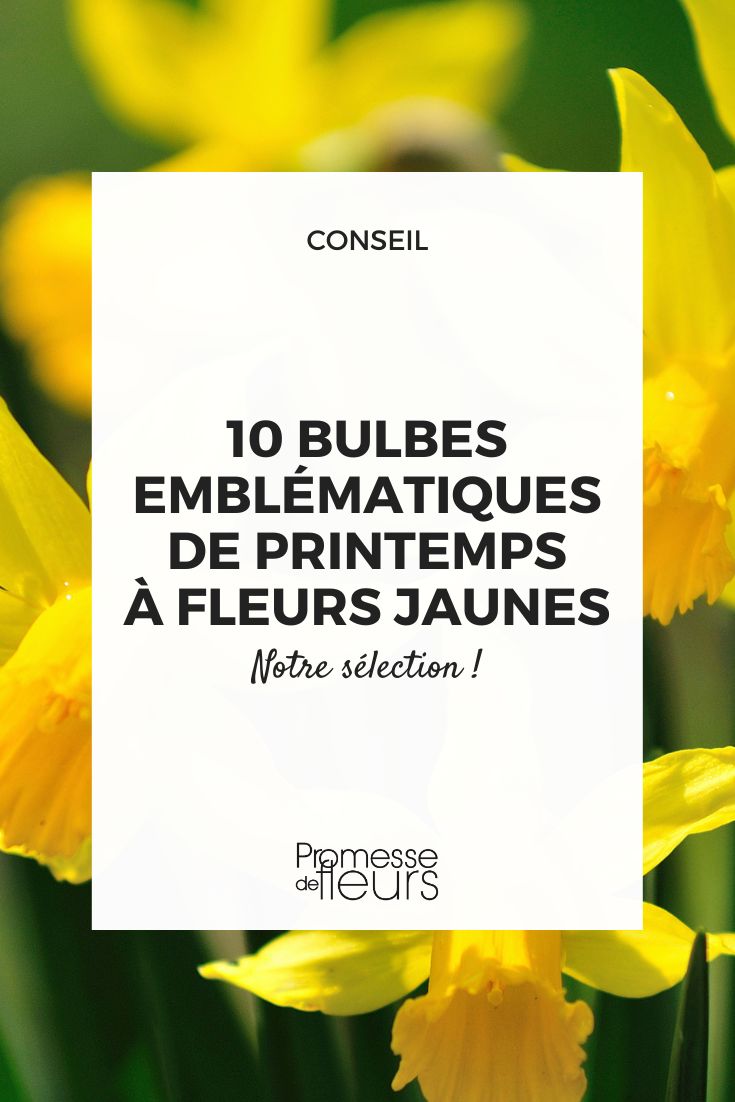 10 must-have spring bulbs with yellow flowers Daffodil