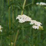 Green-leaved yarrows: how to use them and make the most of their benefits in the garden?