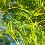 Alnus glutinosa ‘Imperialis’: a small tree with an elegant habit