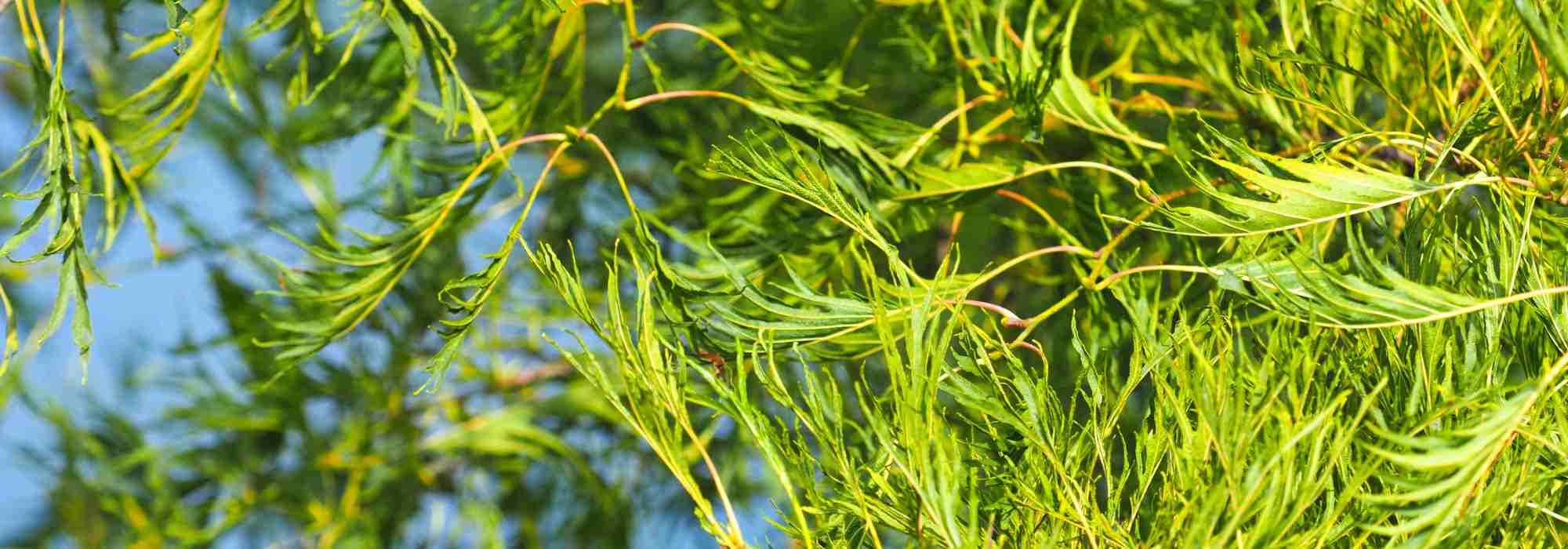 Alnus glutinosa ‘Imperialis’: a small tree with an elegant habit