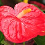 Anthurium - Flamingo Flower: Growing and Caring
