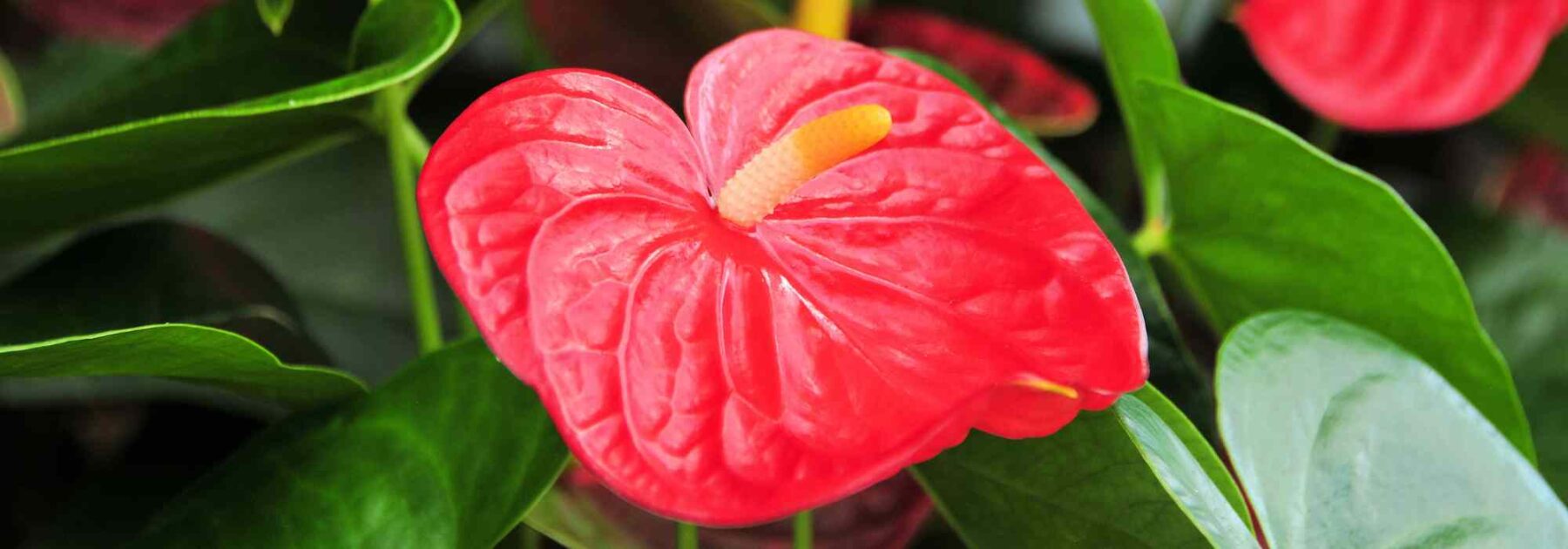 Anthurium - Flamingo Flower: Growing and Caring