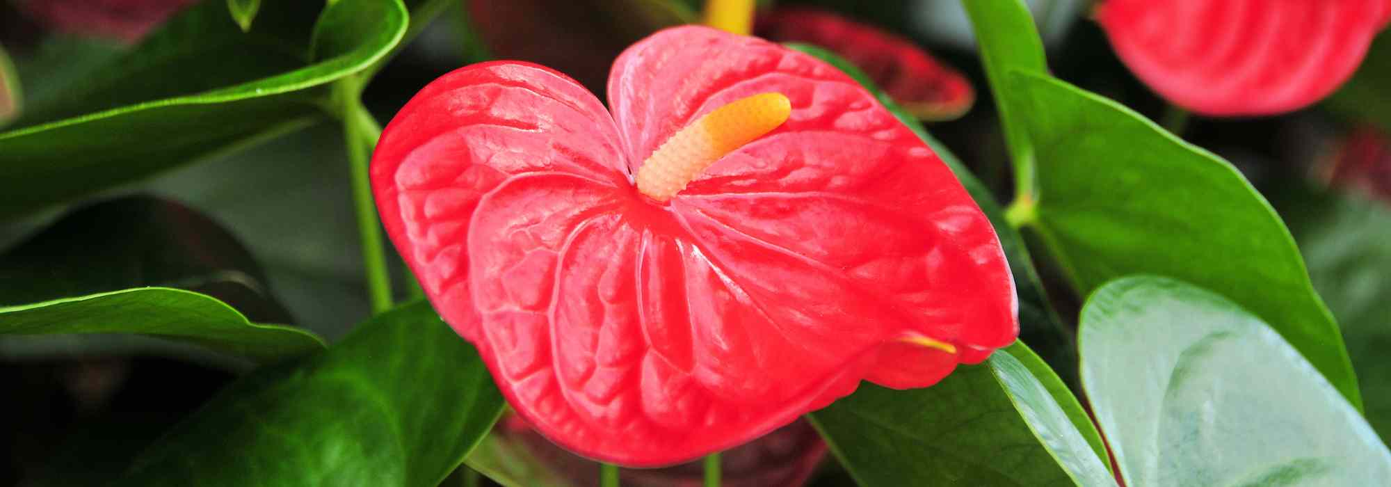 Anthurium - Flamingo flower: how to grow and care for it ?