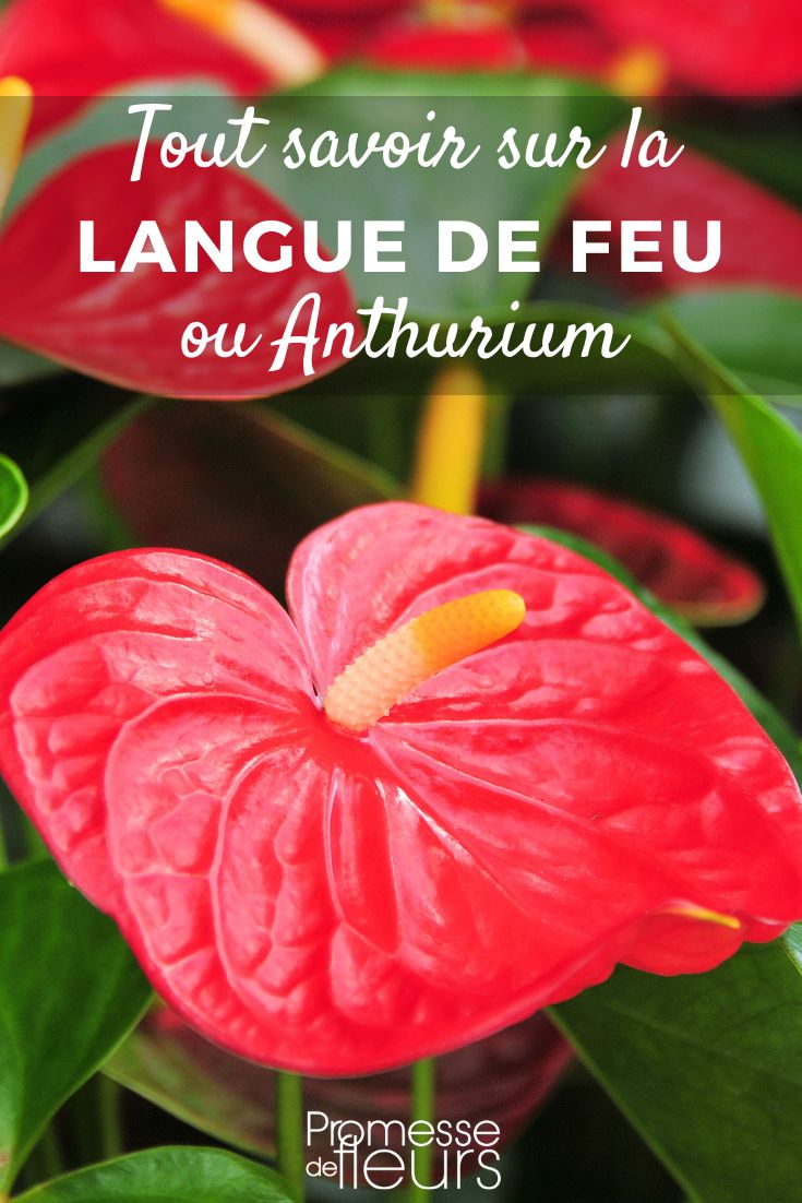 Anthurium Anthurium - Flamingo Flower: Growing and Caring
