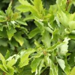 White alder 'Monstrosa': the gnarled tree that enhances small gardens