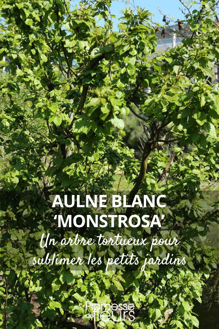 White Alder 'Monstrosa': the twisted tree that enhances small gardens Alnus incana 'Monstrosa'