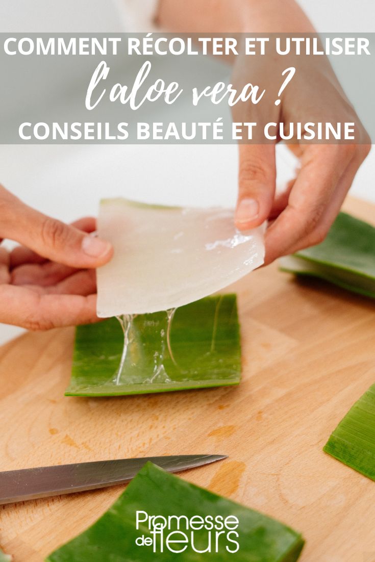 use aloe vera