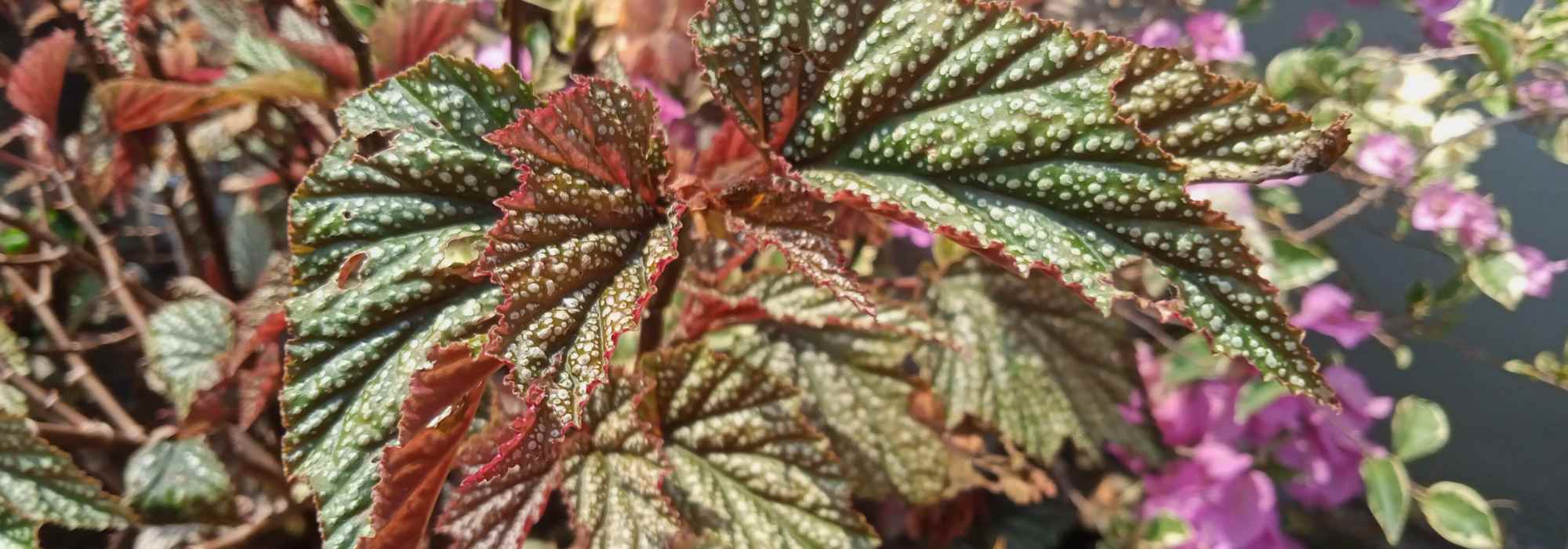 Indoor Begonias: Growing and Care