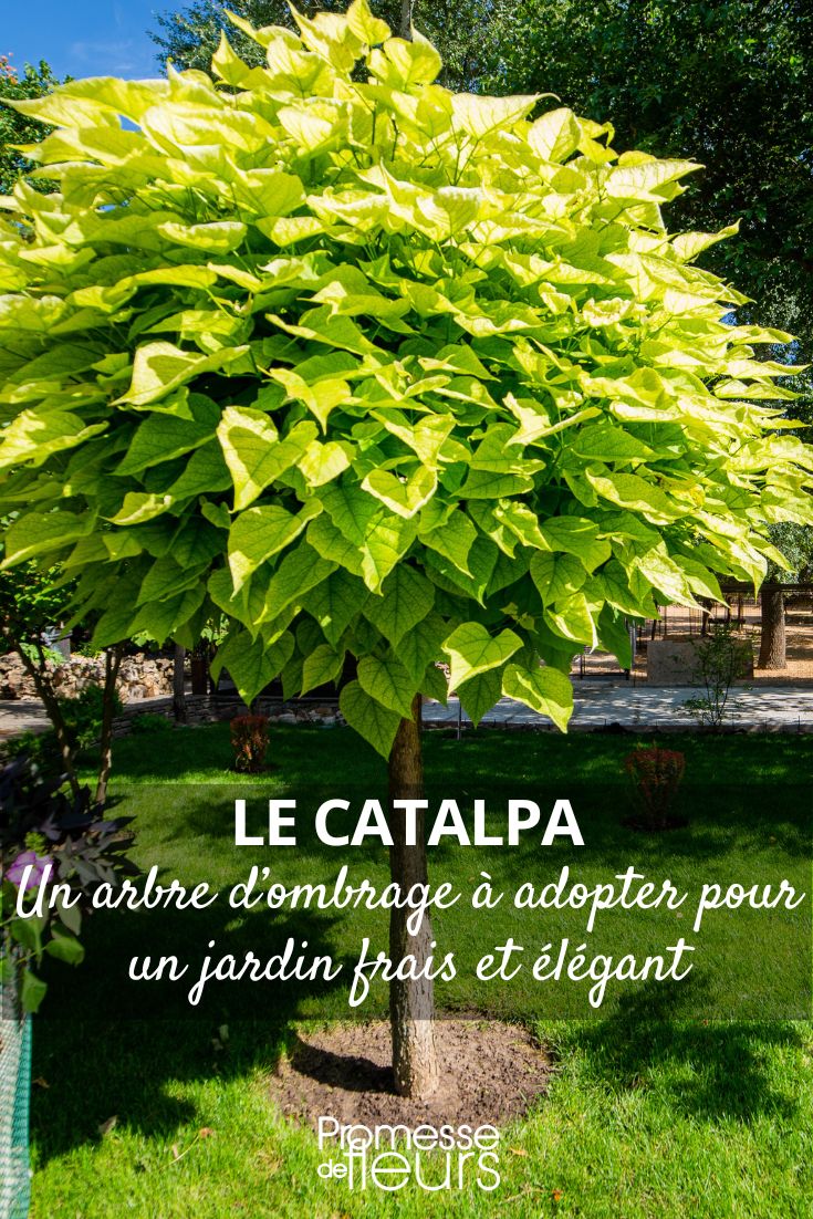 Catalpa Shade Tree: Choose Catalpa for a Cool and Elegant Garden