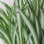 Chlorophytum - Spider Plant: Planting and Growing