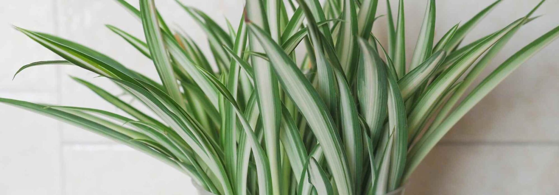 Chlorophytum - Spider Plant: Planting and Growing