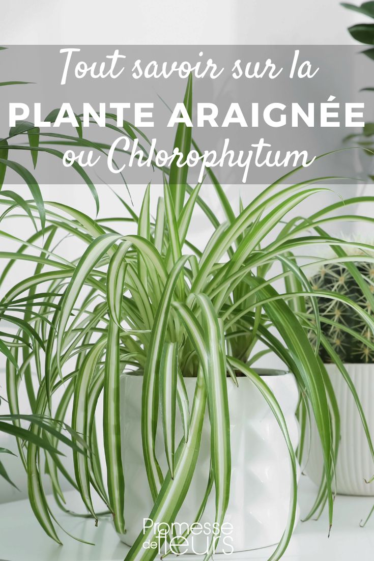 Spider plant Chlorophytum - Spider Plant: Planting and Growing