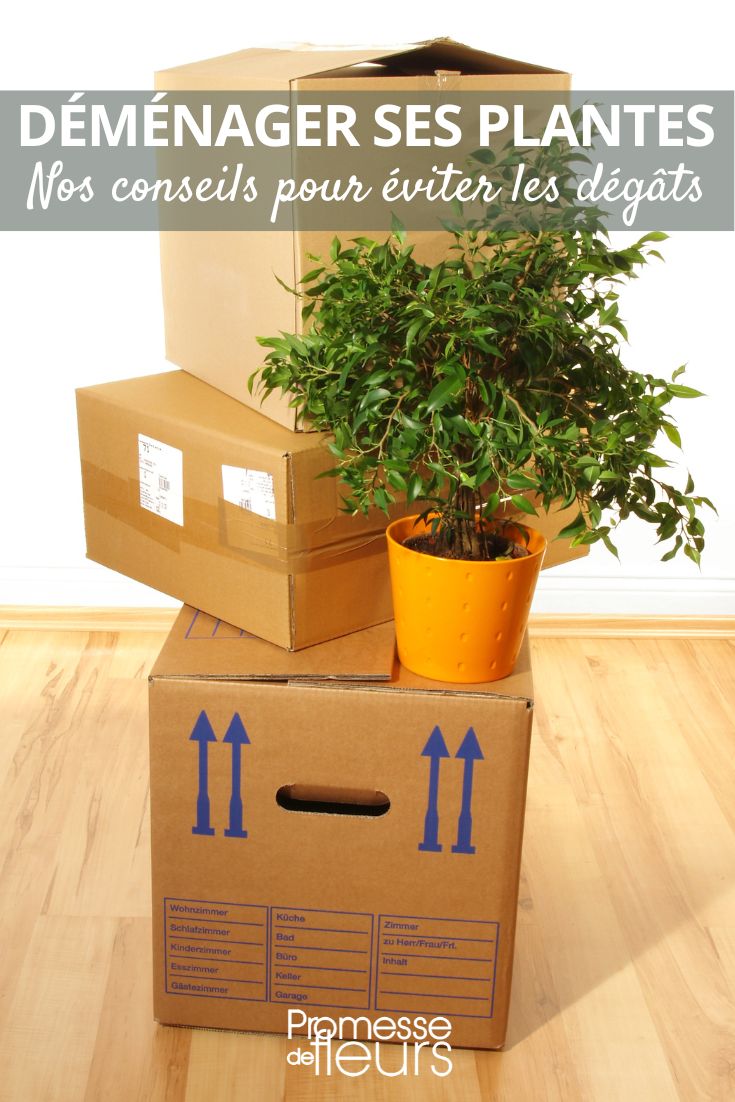 How to move your plants without causing any damage Moving House: Tips for Taking Care of Your Plants