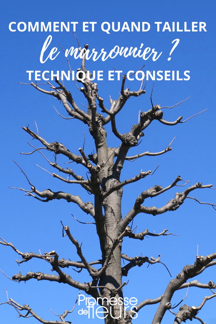 Pruning and Trimming of the Chestnut Tree