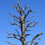 How and when to prune a horse chestnut?