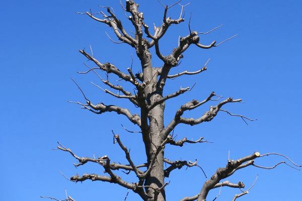 How and when to prune a horse chestnut?