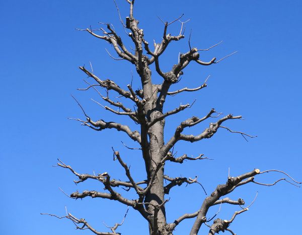 How and when to prune a horse chestnut?