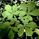 How to propagate horse chestnut?