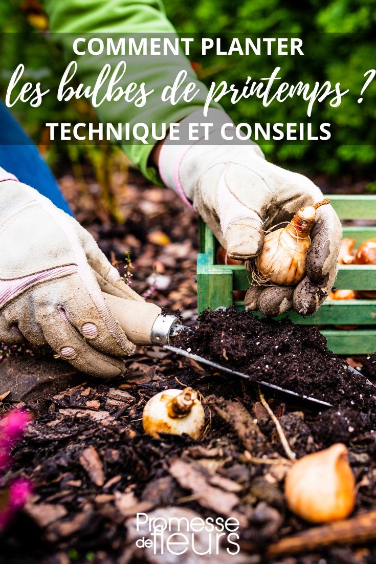 Planting Spring Bulbs