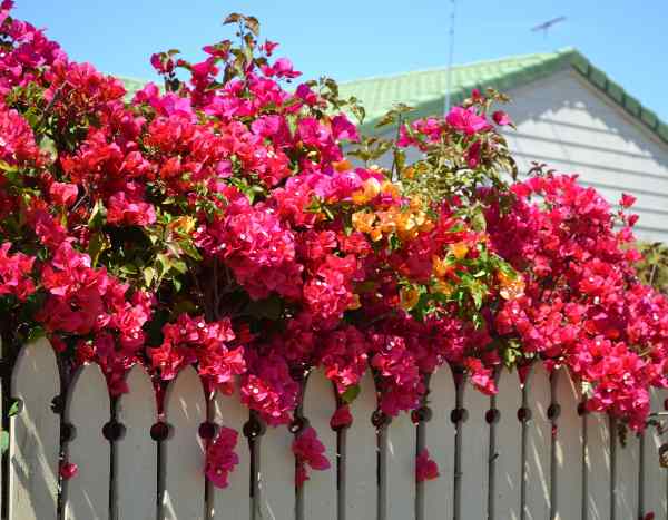 How to plant a climbing plant in the garden ?