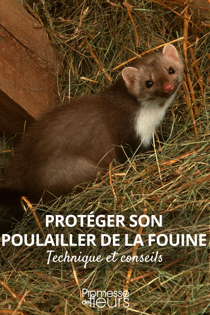 How to protect your chicken coop from the pine marten Badgers and chickens