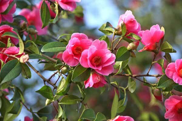 How to rejuvenate a camellia: techniques and tips