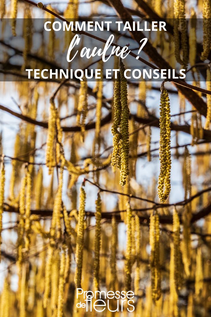 pruning of the alnus