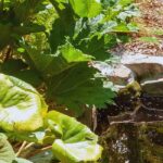 How to plant the margins around a pond?