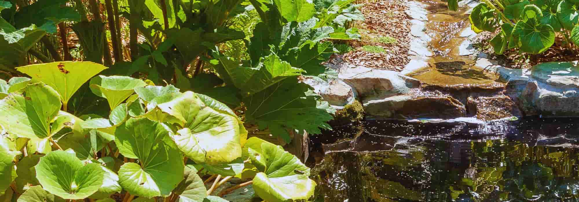 How to plant the margins around a pond?