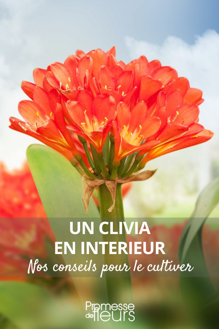 Copy of Growing Clivia Clivia in a pot