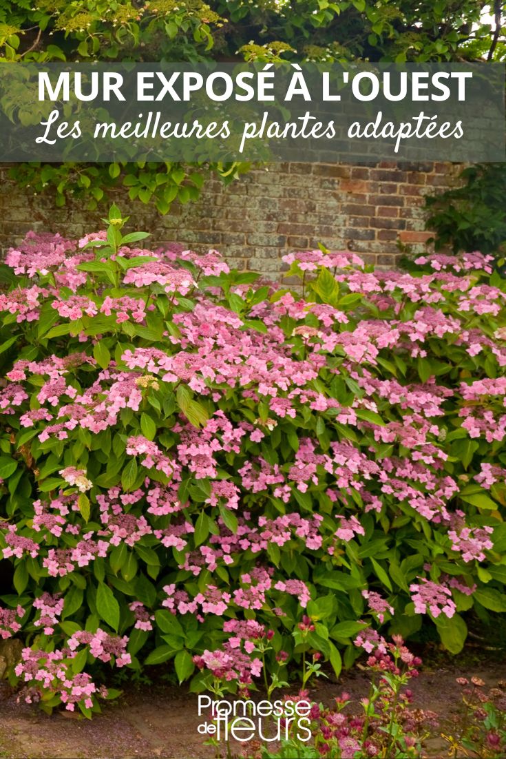 Copy of Marcescence, what is it? Hydrangea