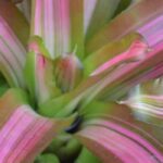 Cryptanthus - Earth Star: Growing and Care