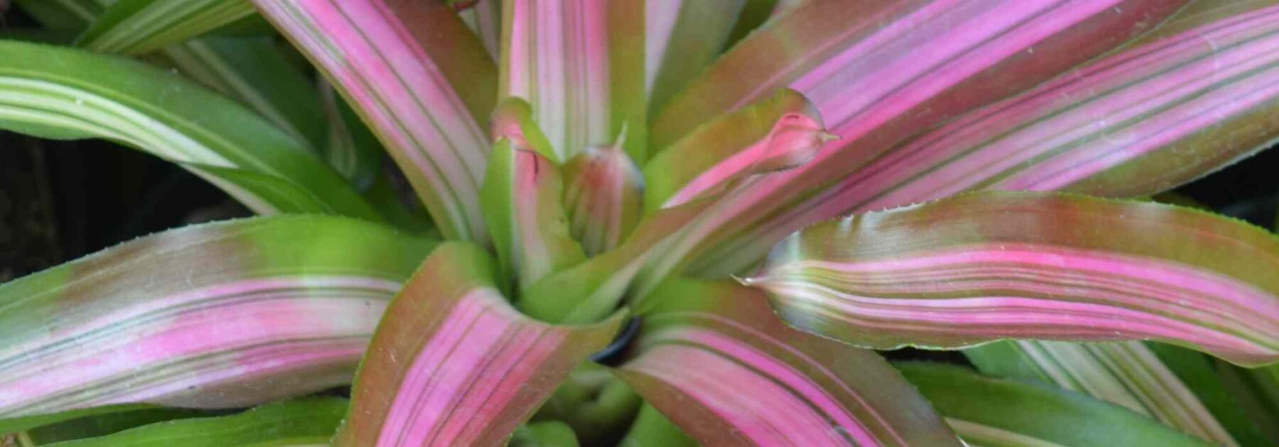 Cryptanthus - Earth Star: How to Grow and Care for Them