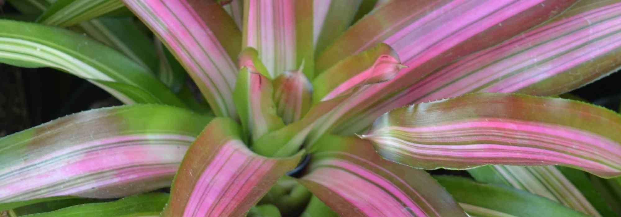 Cryptanthus - Earth Star: Growing and Care