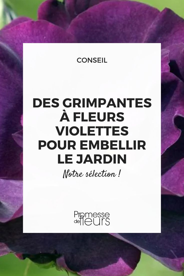 Princess Sibilla de Luxembourg rose bush