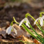 How to care for snowdrops after flowering?