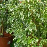 Indoor Ficus: Growing and Care